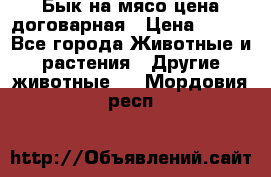 Бык на мясо цена договарная › Цена ­ 300 - Все города Животные и растения » Другие животные   . Мордовия респ.